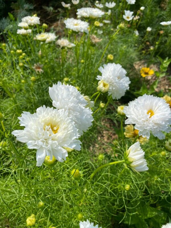 Pillangóvirág- Cosmos bipinnatus- Double Click Snowpuff - Image 3
