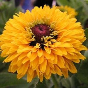 Kúpvirág- Rudbeckia hirta- 'Maya'