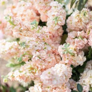 Nyári viola- Matthiola incana- 'Iron Apricot'