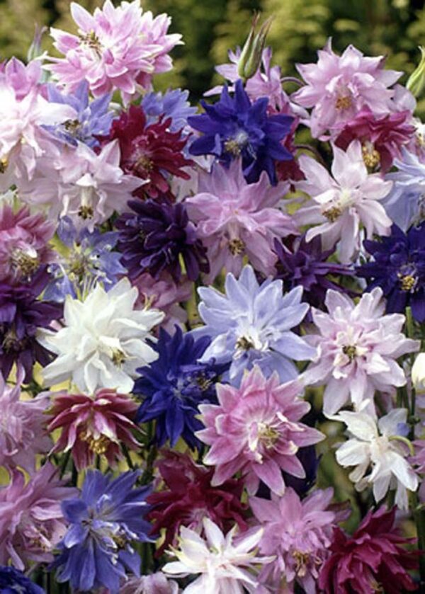 Harangláb- Aquilegia Vulgaris-' Barlow Mix'