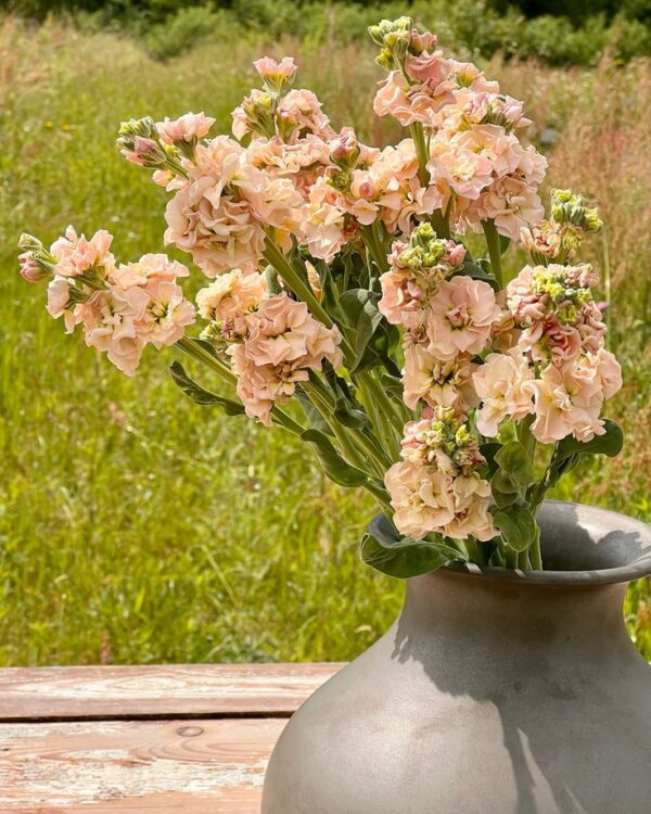 Nyári viola- Matthiola incana- 'Iron Apricot' - Image 2
