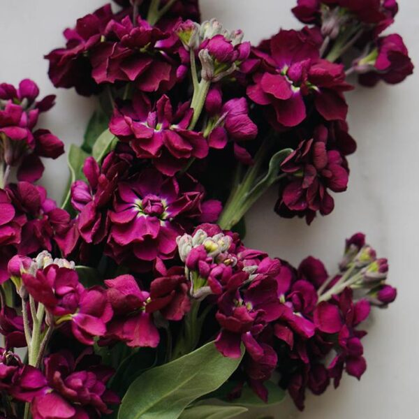 Nyári viola- Matthiola incana- 'Anytime deep purple' - Image 3