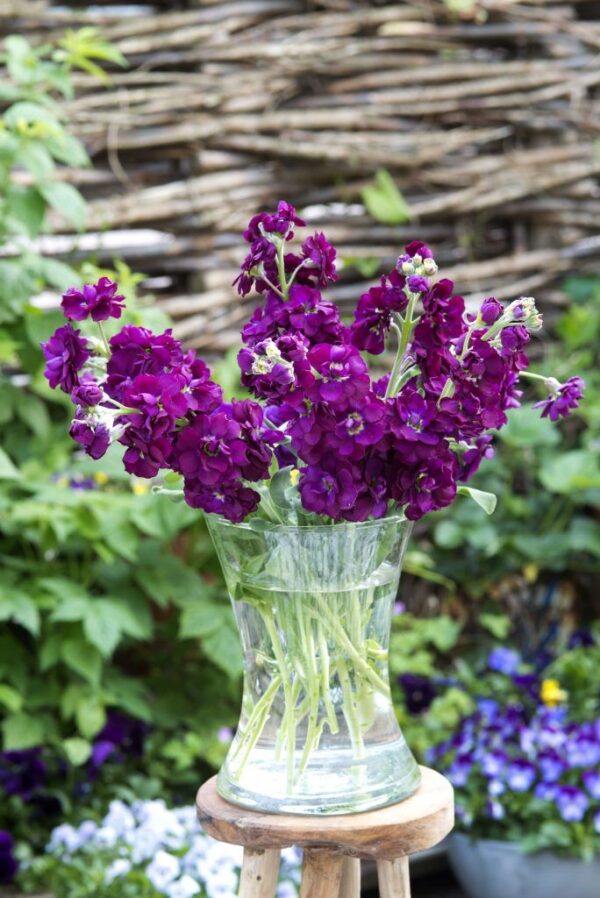 Nyári viola- Matthiola incana- 'Anytime deep purple' - Image 2