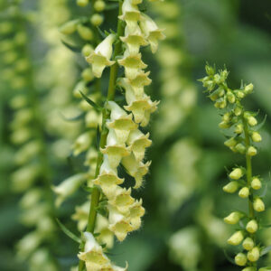 Gyűszűvirág- Digitalis lutea