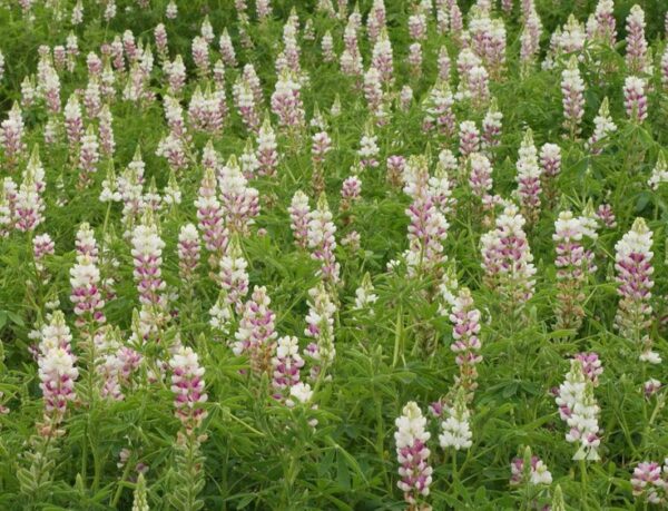 Csillagfürt- Lupinus elegans- Pink Fairy - Image 2