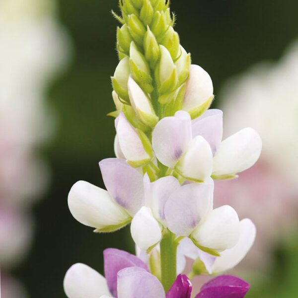 Csillagfürt- Lupinus elegans- Pink Fairy - Image 3