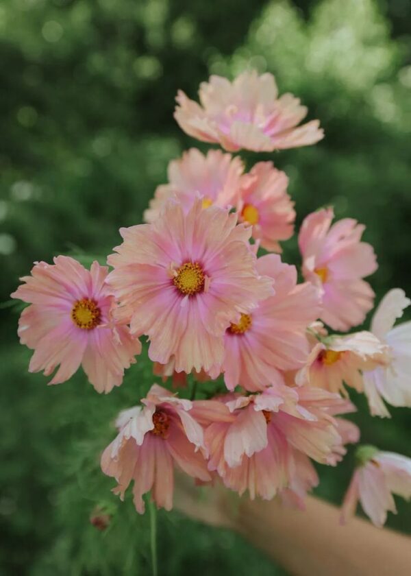 Pillangóvirág- Cosmos bipinnatus- Apricotta - Image 2