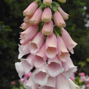 Gyűszűvirág- Digitalis purpurea-'Apricot Beauty'