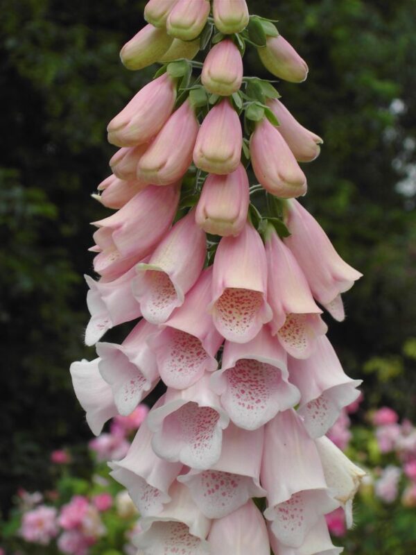 Gyűszűvirág- Digitalis purpurea-'Dottie Peach'