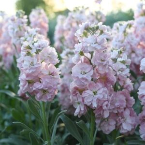 Nyári viola- Matthiola incana- 'Early Iron Cherry Blossom'