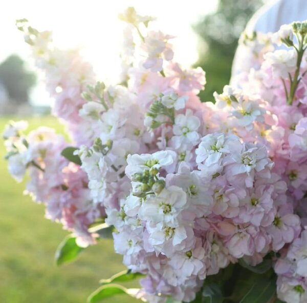 Nyári viola- Matthiola incana- 'Early Iron Cherry Blossom' - Image 2