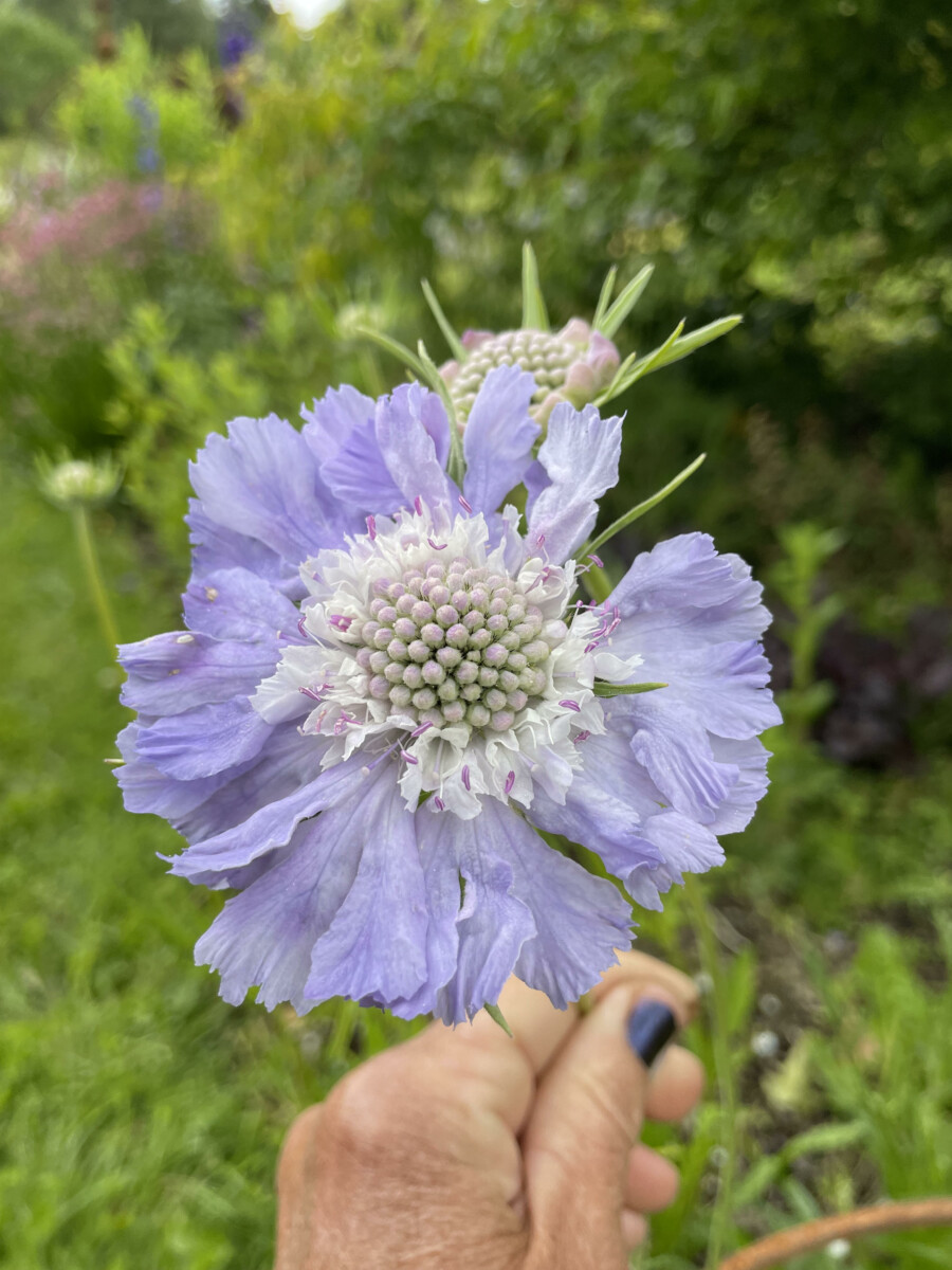 Kaukázusi ördögszem- Scabiosa caucasica- 'Perfection Blue' - Image 2