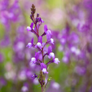 Marokkói gyujtoványfű- Linaria maroccana - 'Licilia Azure'