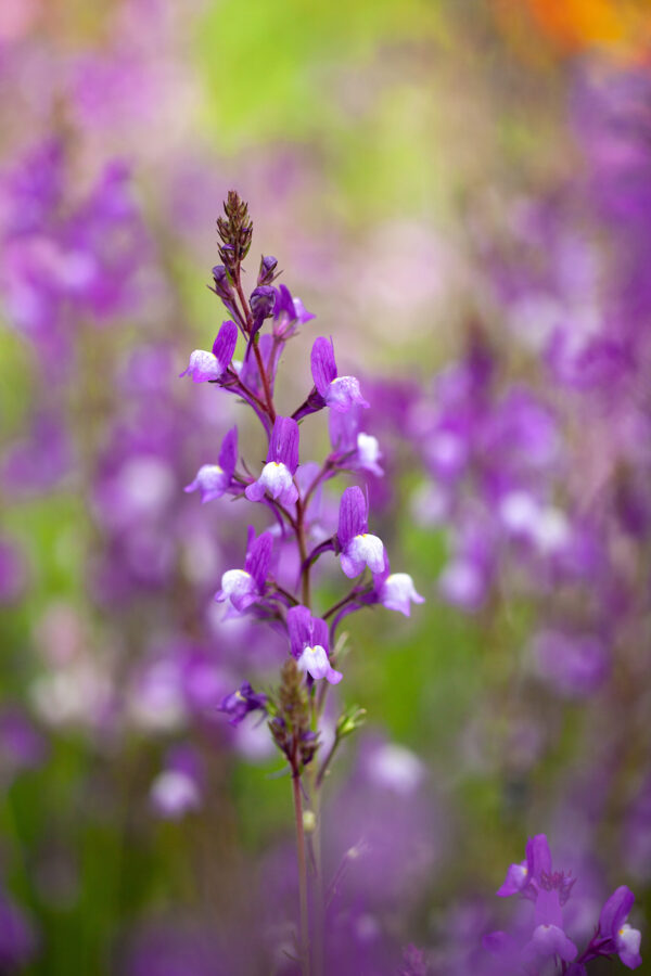 Marokkói gyujtoványfű- Linaria maroccana - 'Licilia Azure'