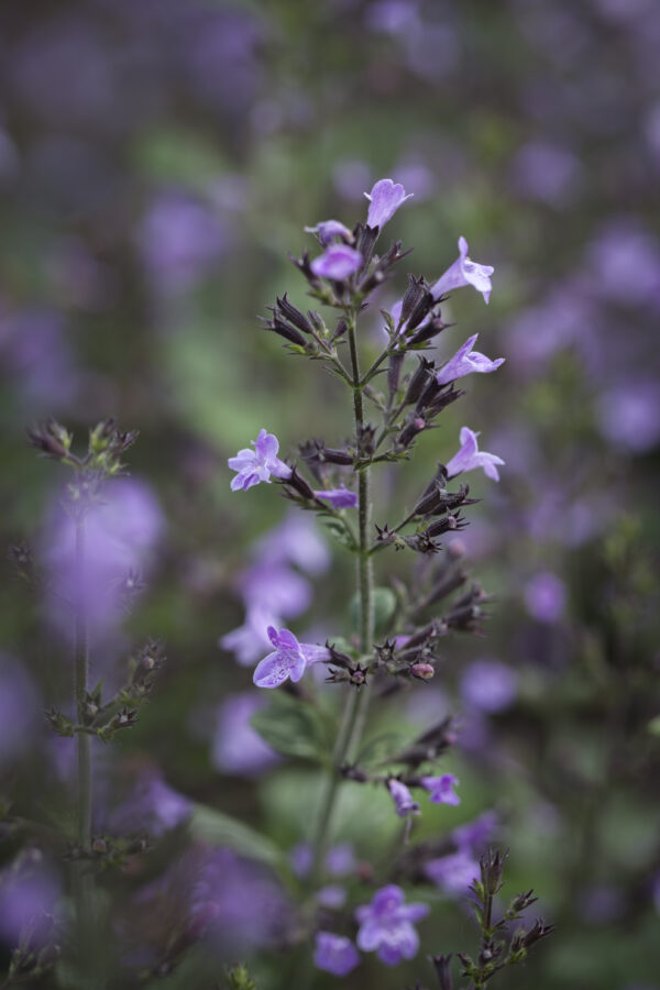 Mirigyes pereszlény- Calamintha nepeta- 'Marvelette Blue'