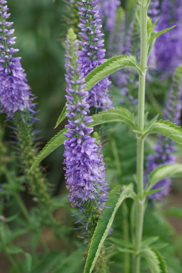 Hosszúlevelű veronika- Veronica longifolia- 'Blue shades' - Image 3