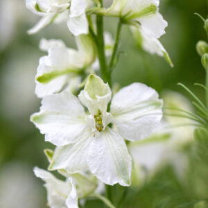 Egynyári szarkaláb- Delphinium Consolida imperialis - White Spire