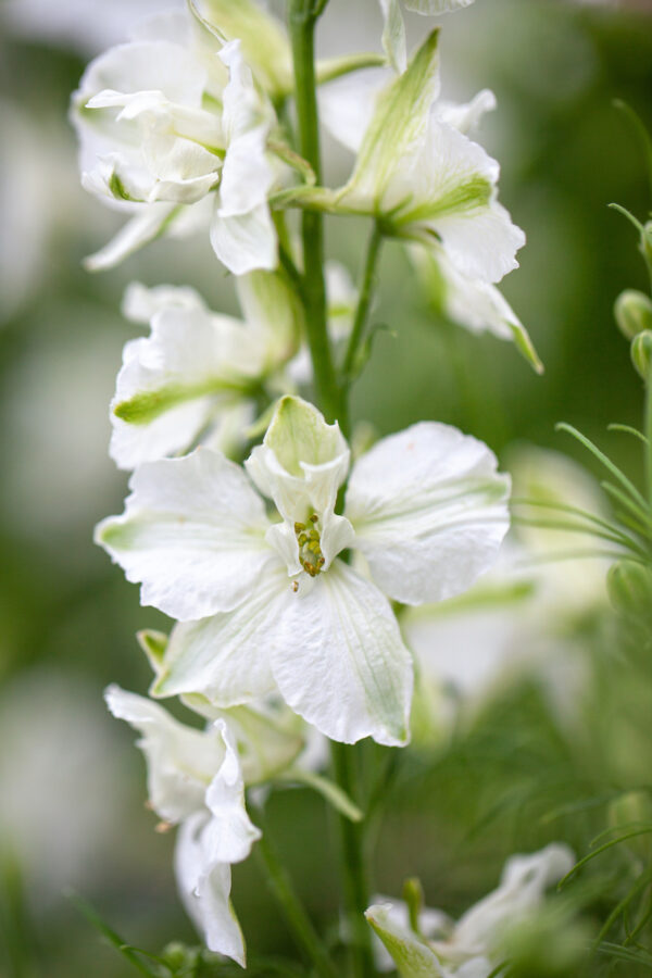 Egynyári szarkaláb- Delphinium Consolida imperialis - White Spire