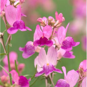 Marokkói gyujtoványfű- Linaria maroccana - Fantasista pink