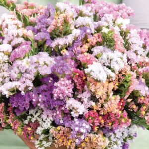 Sóvirág- Limonium sinuatum- 'Pastel mix'