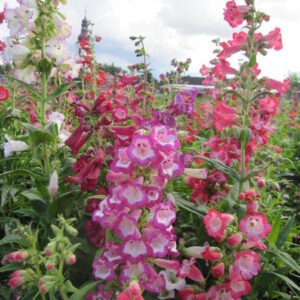 Bugatölcsér- Penstemon hartwegii- 'Sensation Mix'