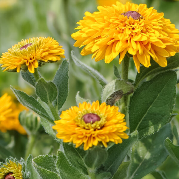 Kúpvirág- Rudbeckia hirta- 'Maya' - Image 3