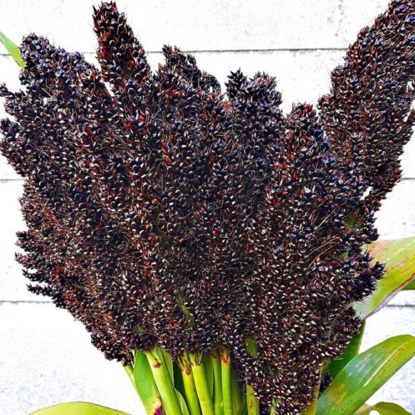 Fekete cirok- Sorghum nigricans - Image 2
