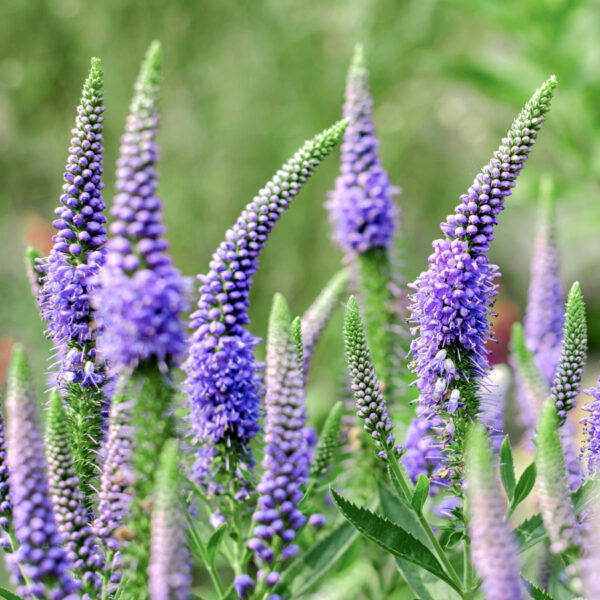 Hosszúlevelű veronika- Veronica longifolia- 'Blue shades'