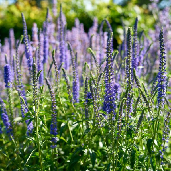Hosszúlevelű veronika- Veronica longifolia- 'Blue shades' - Image 2
