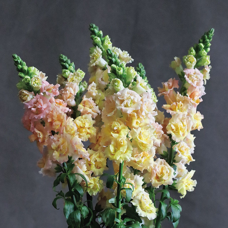 Tátika- Antirrhinum majus- 'Snapstar champagne' - Image 2