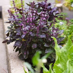 Fahéjillatú bazsalikom- Ocymum Basilicum- Ararat