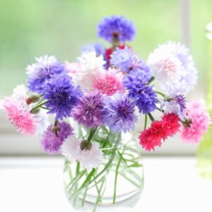 Búzavirág- Centaurea cyanus- 'Double Ball Mixed'