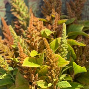 Amaránt- Amaranthus cruentus-Autumn Palette