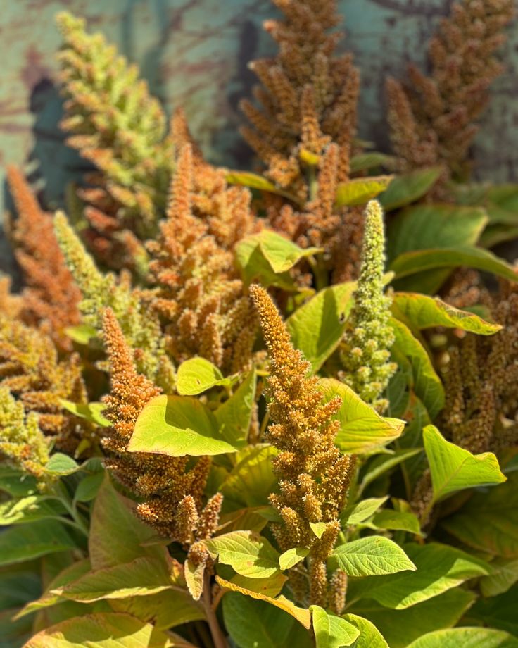 Amaránt- Amaranthus cruentus-Autumn Palette