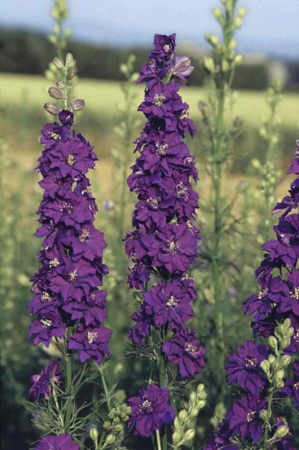 Egynyári szarkaláb- Delphinium Consolida imperialis - Blue Spire - Image 2