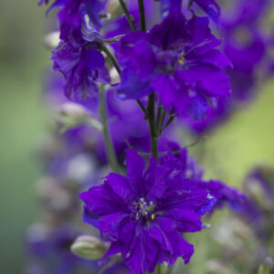 Egynyári szarkaláb- Delphinium Consolida imperialis - Blue Spire