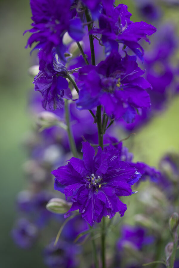 Egynyári szarkaláb- Delphinium Consolida imperialis - Blue Spire