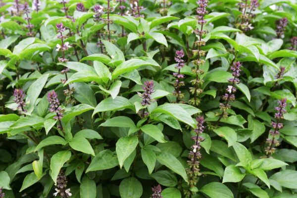 Tulsi, avagy szent bazsalikom- Ocymum Sanctum- Holy Basil/Nicobar
