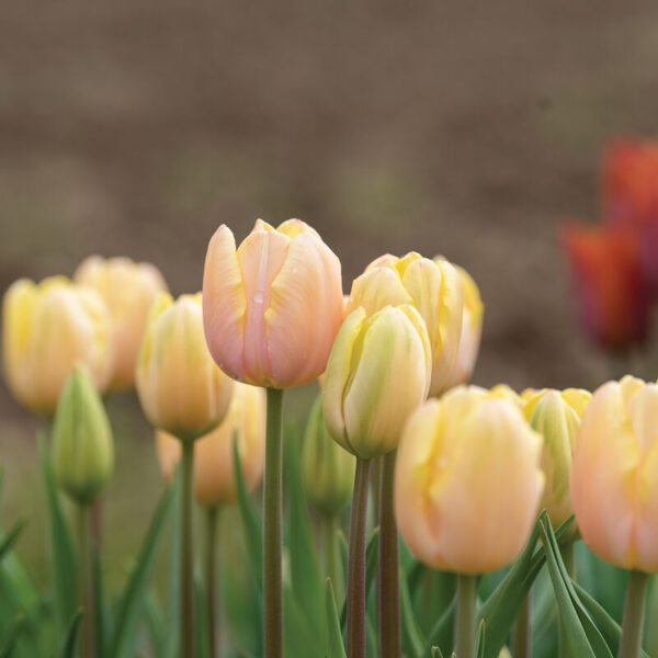 Mango Charm tulipán (5db)