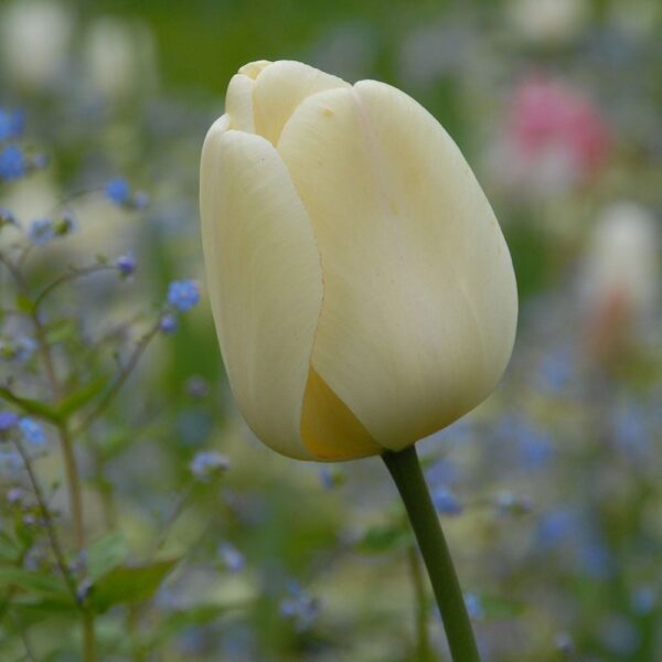 Ivory Floradale tulipán (5db)- valódi évelő - Image 3
