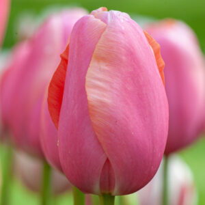 Menton tulipán (5db)