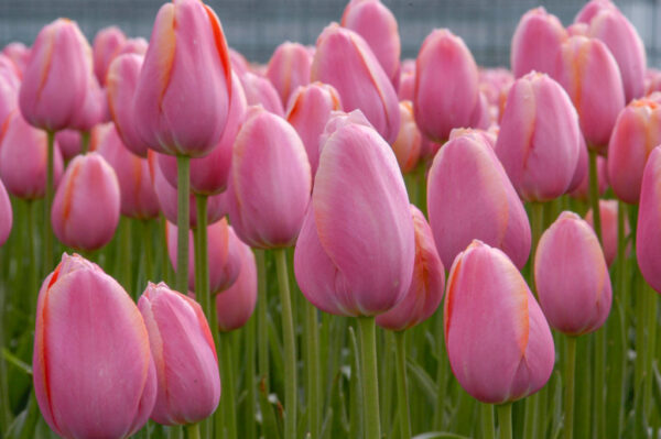 Menton tulipán (5db) - Image 2