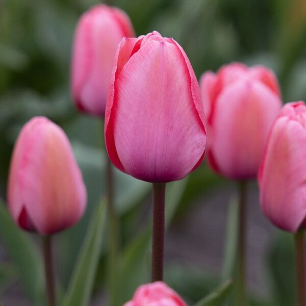 Pink Impression tulipán-valódi évelő(5db)