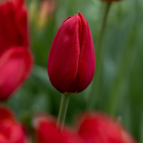 Red Impression tulipán-valódi évelő (5db)