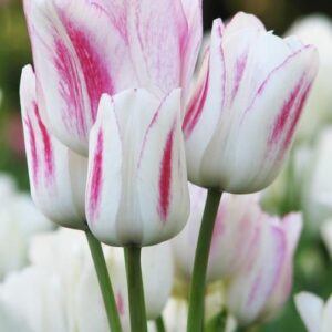 Candy Club  tulipán (5db)