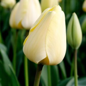 Ivory Floradale tulipán (5db)- valódi évelő