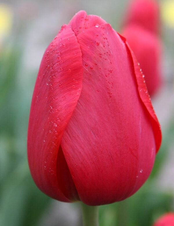 Red Impression tulipán-valódi évelő (5db) - Image 2