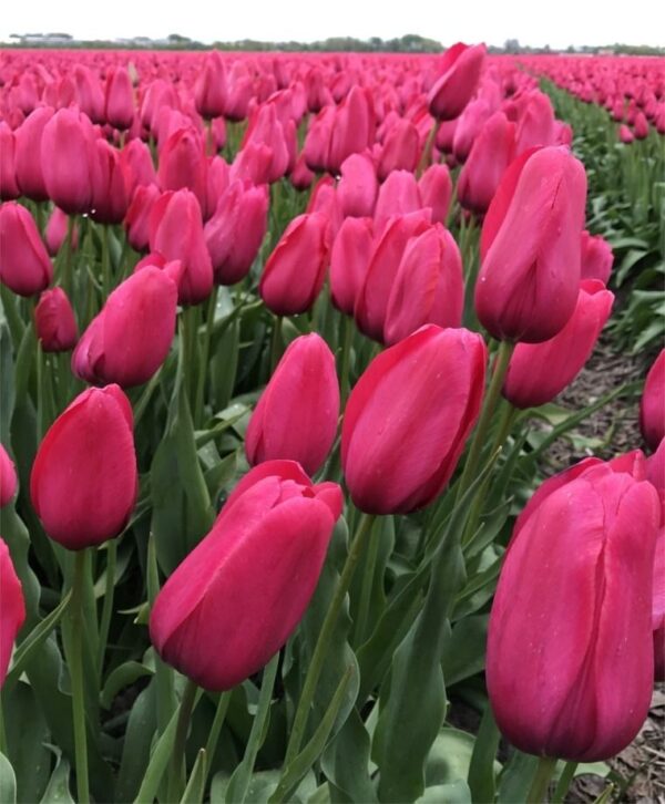 Yosemite tulipán (5db) - Image 2