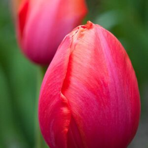 Avignon tulipán (5db)