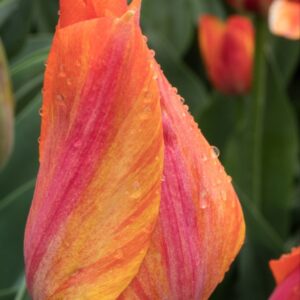 El Nino tulipán (5db)
